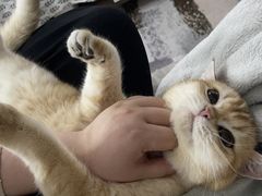 -猫大福·Fortune Cat猫舍(百子湾店)