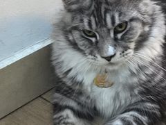 -李小姐の猫咖啡馆(五角场店)