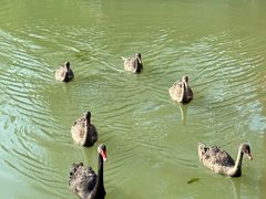 -扬州大运河文化旅游度假区·盆景园