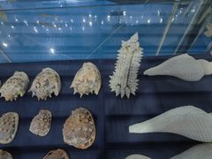 -上海海洋大学鱼文化博物馆(军工路校区)