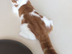 -飞行喵MR PILOT|猫舍·猫咖(静安大融城店)