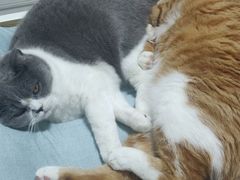 -关爱宠物医院·猫科中心·消化科(滨湖万达分院)