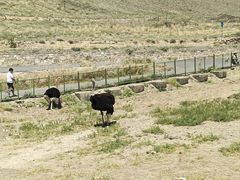 -新疆天山野生动物园