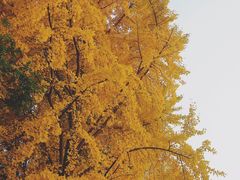 -三里屯东五街银杏大道