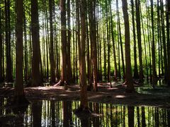 -桤木河湿地公园