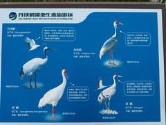 -盐城丹顶鹤湿地生态旅游区