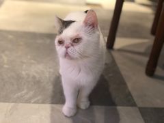 -猫小院猫主题餐厅(三里屯店)