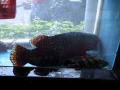 明珠海港-明珠海港大酒店