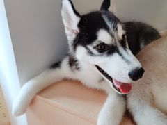 -Husky Go! 哈士奇体验馆·宠物咖啡厅狗咖