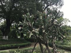 -长洲岛