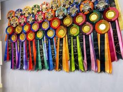 -青奢宠物·青奢猫舍