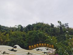-西双版纳原始森林公园