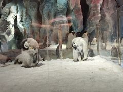 -帝企鹅自助餐厅•儿童岛•真企鹅(长隆企鹅酒店)