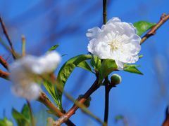 -南国桃园旅游度假区