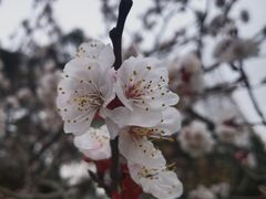 -无锡梅园公园