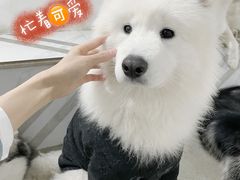 -星多哈·狗咖·拼豆·咖啡