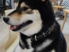 -柴迷FANS CLUB·柴犬狗咖·猫咖