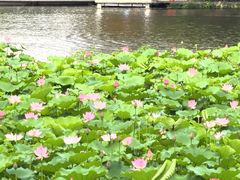-荔湾湖公园