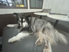 -Dog in Town Ekkamai