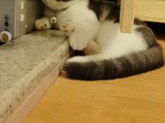 -柚子猫舍·精品猫舍购猫·猫咪认养·购宠·宠物店