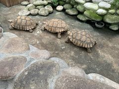 -南宫五洲植物乐园