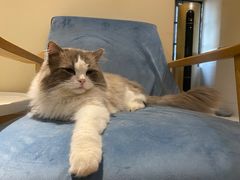 -滚猫咖啡·猫咖·猫友好撸猫(未来城店)