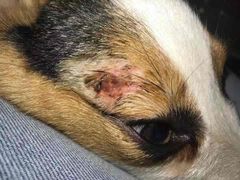 -北京恒爱动物医院(清景园分院)