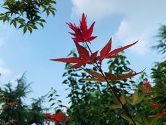 -大兴滨河森林公园