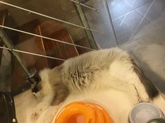 -十年猫舍·猫咪专门店(普陀店)