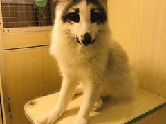 -藦茜花园宠物主题亲子互动体验馆(国顺东路店)