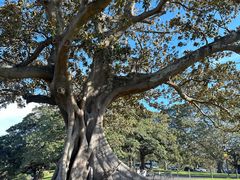 -麦考利夫人座椅