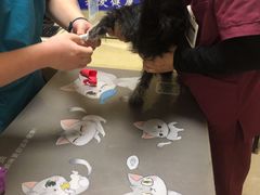 -艾贝尔宠物医院·狂犬免疫点(江山金象城店)