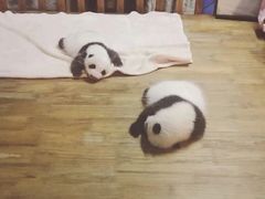 -成都保利公园皇冠假日酒店(熊猫基地店)