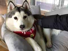 -Husky Go! 哈士奇体验馆·宠物咖啡厅狗咖