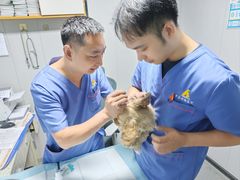 -半岛宠物医院24小时(科华中路店)
