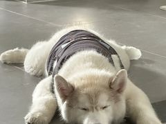 -爱侣宠医·鹦鹉专科·小型哺乳类·异宠专科(灵石路店)