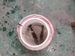 -小象钓虾·营地烧烤(洛溪店)