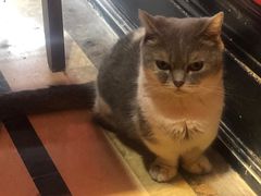 -猫色咖啡·猫咖