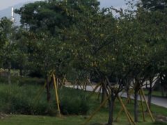 -河泥荡文化公园