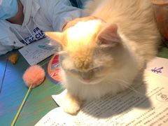 -喵喵咪呀布偶猫咖(春熙路店)