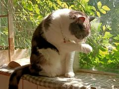 -海边的猫和咖啡馆