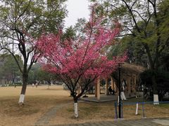-温江公园