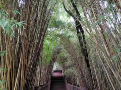 -张坝桂圆林公园