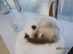 -共舞时光猫咖·狗咖(新街口店)