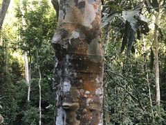 -西双版纳原始森林公园