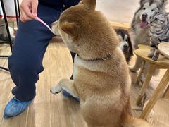 -李小姐の猫咖啡馆(五角场店)