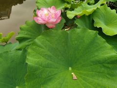 -陈家山荷花公园