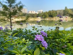 -广西壮族自治区药用植物园