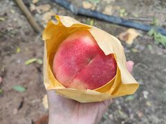 -老袁家蜜桃农场·阳山水蜜桃