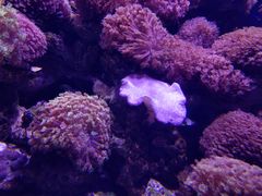 -芜湖新华联大白鲸海洋公园